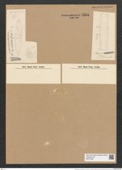 Plagiogramma seychellarum Grun. (de-Toni-Nr.: Genus 83, Species 2915) Zeichnungen Sammlung Grunow Nr. 5904 (NHMW-BOT-W0374363)